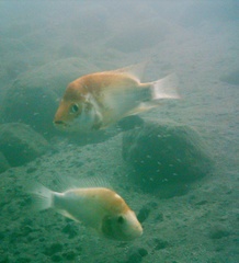 Amphilophus xiloaensis