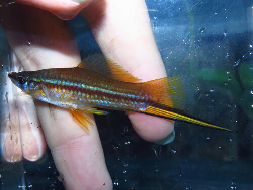 Xiphophorus hellerii Heckel, 1848