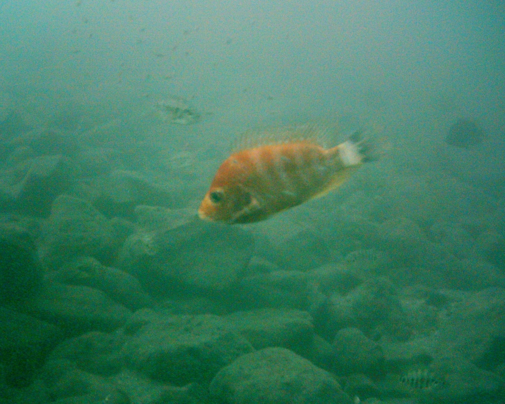 Xiloa cichlid (Amphilophus xiloaensis) — Cichlidae