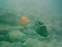 Amphilophus xiloaensis