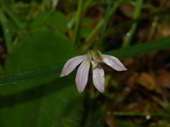 Caladenia variegata
