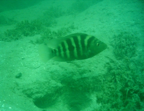 Amarillo cichlid (Amphilophus amarillo) — Cichlidae — 2