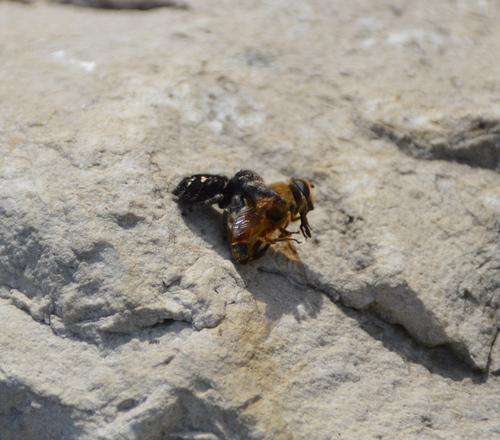 Unknown species found near Iowa, US