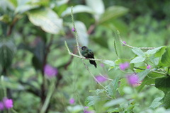 Amazilia tzacatl