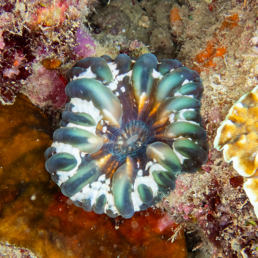 Solitary cup coral