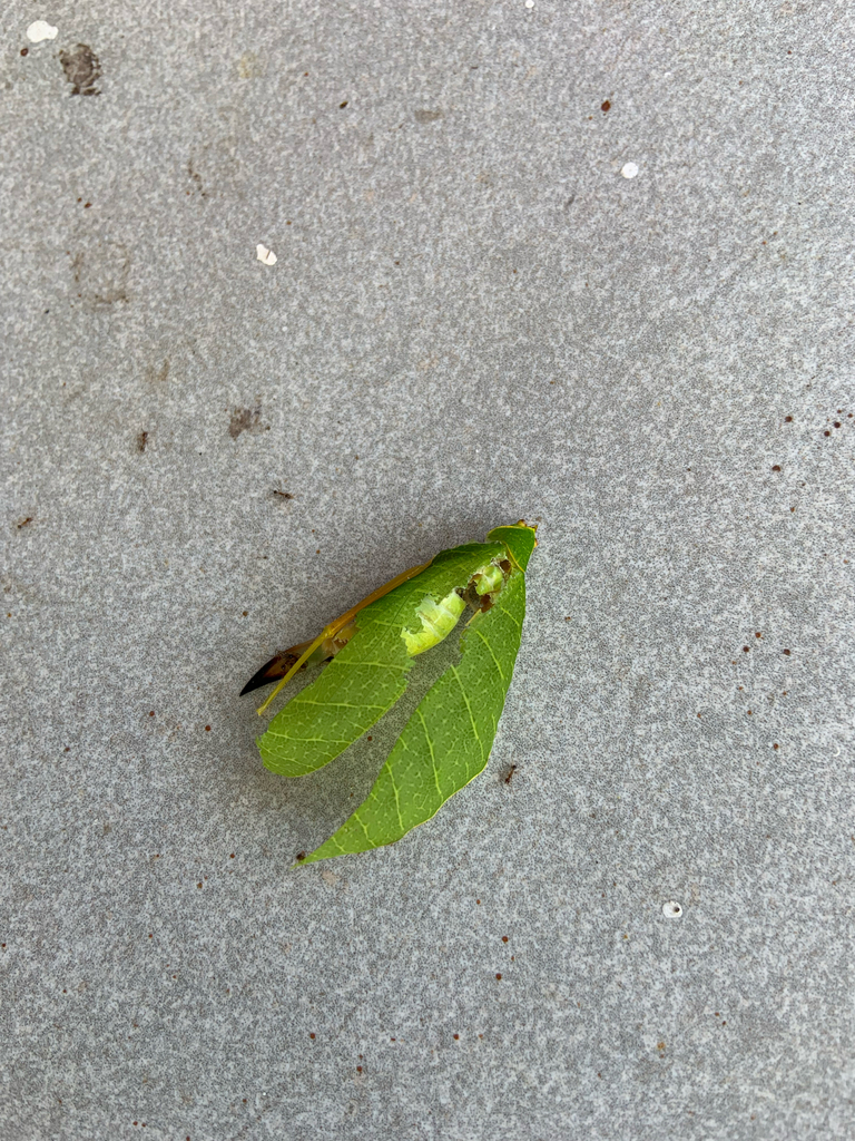 Morsimus sumatranus (Morsimus sumatranus)