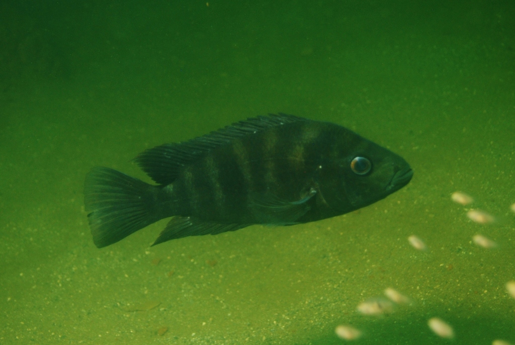 Black Devil