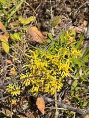 Euthamia leptocephala, photograph (c) Sue Ann Kendall, some rights reserved (CC BY)