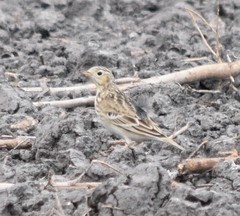Anthus spragueii