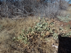 Atriplex obovata