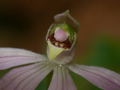 Caladenia variegata