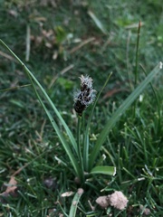 Carex gayana