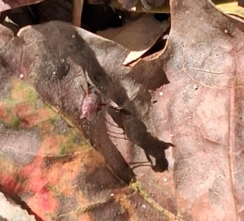 Unknown species found near Warren, NJ 07059, USA