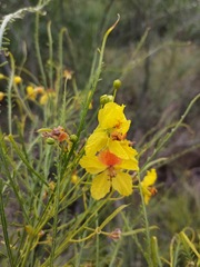 Parkinsonia aculeata
