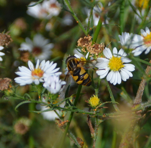 Unknown species found near Iowa, US