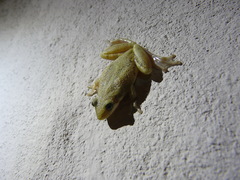 Scinax fuscomarginatus