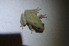 Scinax fuscomarginatus