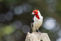 Red-Cowled Cardinal photo 2