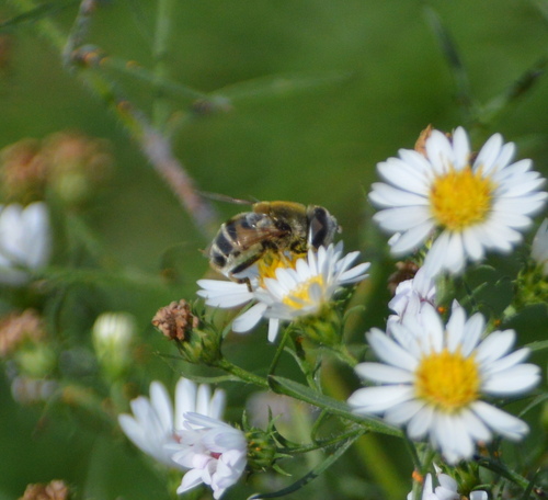 Unknown species found near Iowa, US