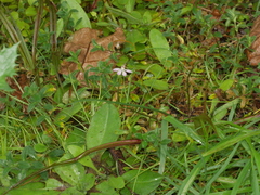 Caladenia variegata