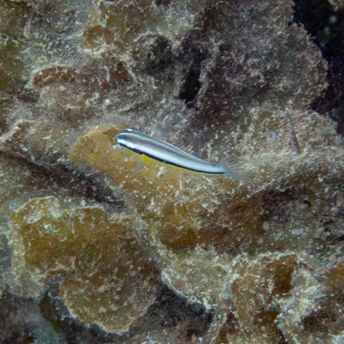 Meiacanthus geminatus observed 2025-10-12