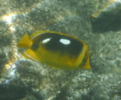 Chaetodon quadrimaculatus