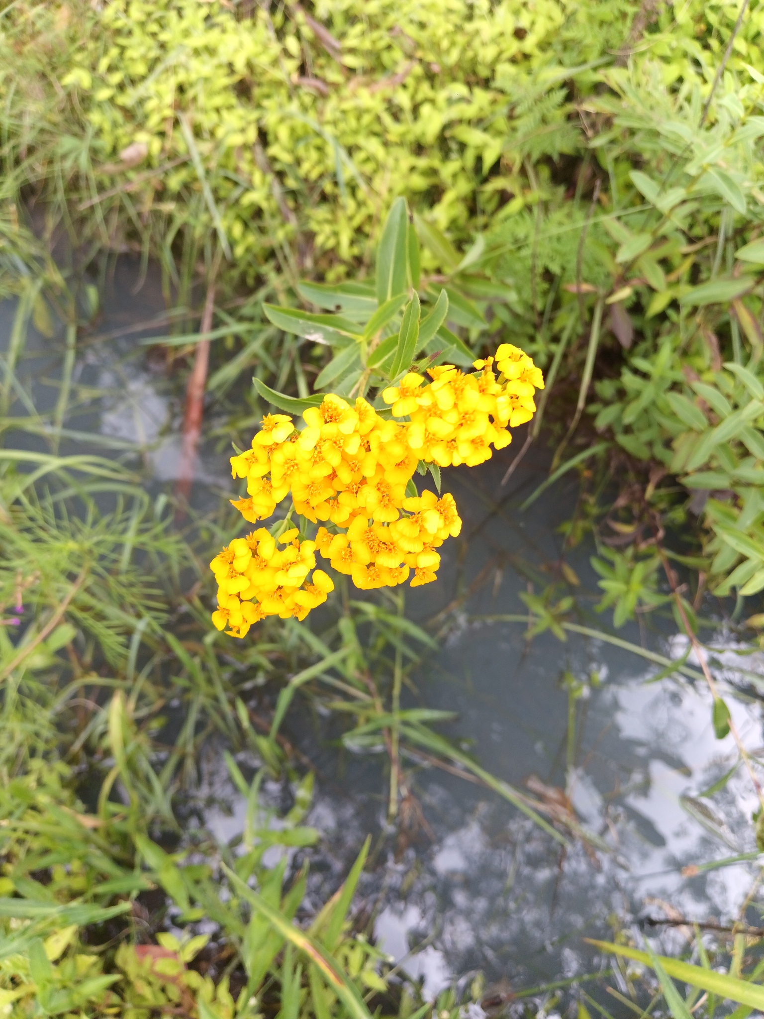 Sweetscented Marigold (Tagetes lucida)