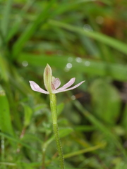 Caladenia variegata