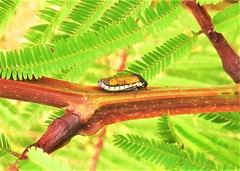 Oncometopia rufipennis