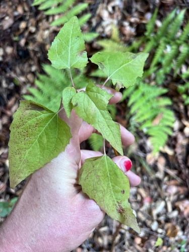 Canyon Sunflower foliage