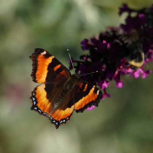 Milbert's Tortoiseshell photo 3