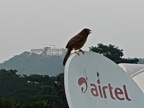 Jungle Babbler