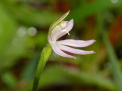 Caladenia variegata