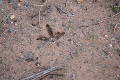 Phasianus colchicus