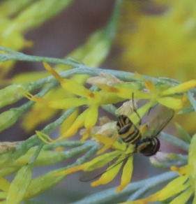Unknown species found near Netherwood Park, Albuquerque, NM, USA