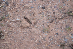 Phasianus colchicus