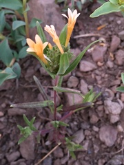 Collomia