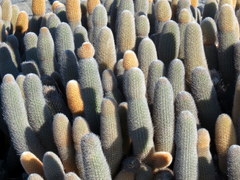 Brachycereus nesioticus