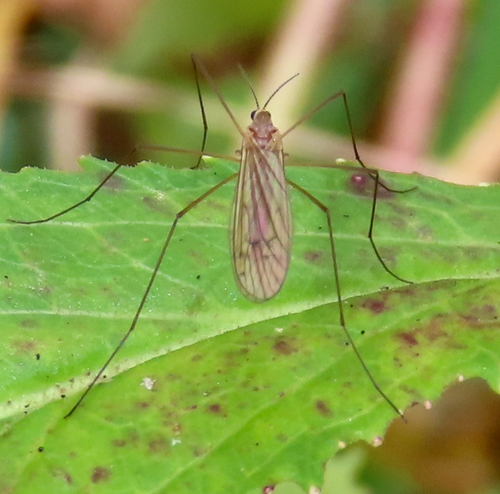 Unknown species found near Whiteoak Canyon Trail, Virginia, USA
