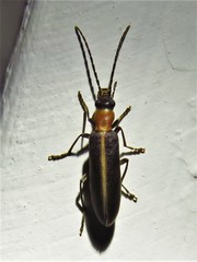 Oxycopis mimetica