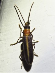 Oxycopis mimetica
