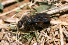 Pseudomethoca oceola