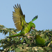 Green Parakeet - Photo (c) Gordon Karre, some rights reserved (CC BY-NC), uploaded by Gordon Karre