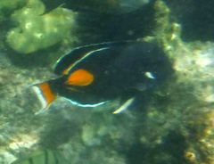 Acanthurus achilles