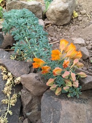 Tropaeolum polyphyllum