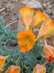 Tropaeolum polyphyllum