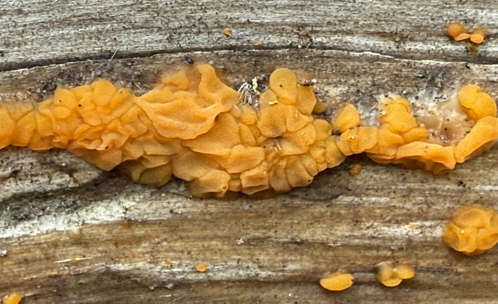Dacrymyces sp. 'ID02'