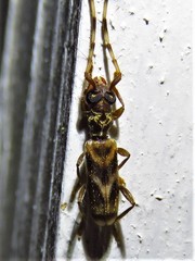 Stenhomalus taiwanus