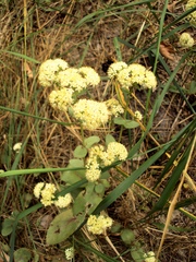 Hylotelephium maximum ruprechtii