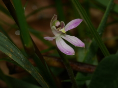 Caladenia variegata